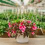 New Guinea Impatiens – Super Sonic Sweet Cherry – 10″ Hanging Basket